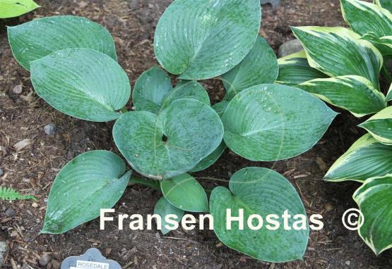 Hosta Rosedale Tractor Seat